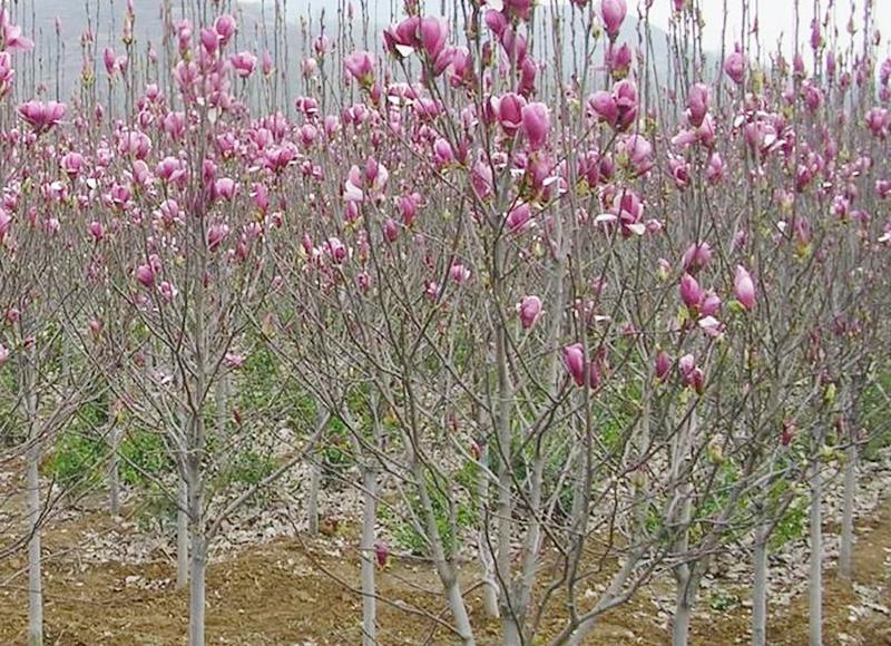 Magnolia alba